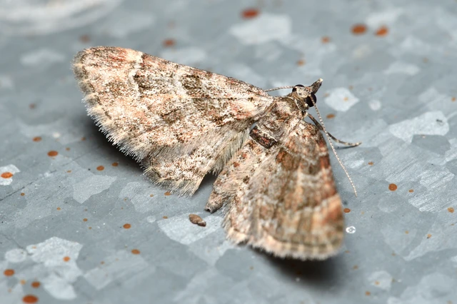 Gymnoscelis rufifasciata - vöröscsíkos törpearaszoló