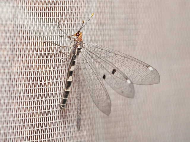 Megistopus flavicornis - kétfoltos hangyaleső