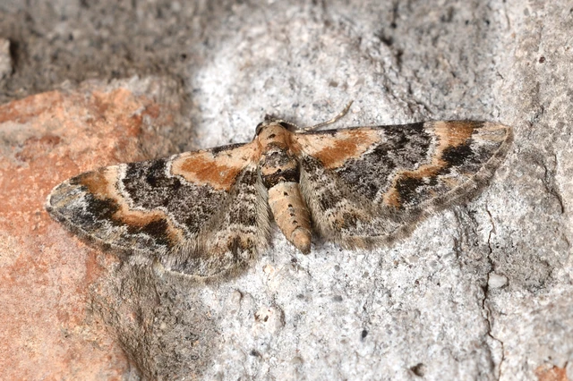 Eupithecia linariata - vonalas törpearaszoló