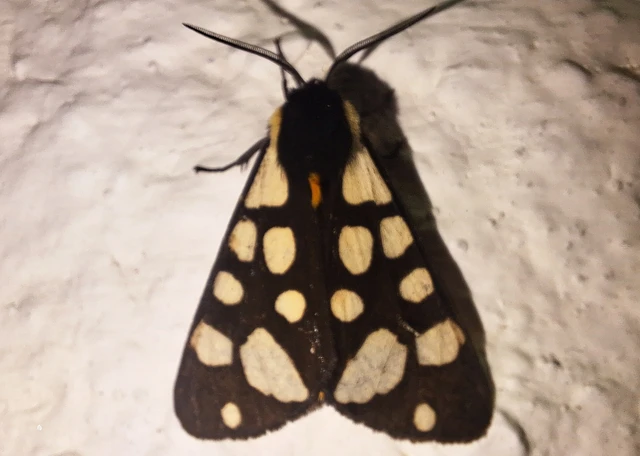 Arctia villica - fekete medvelepke