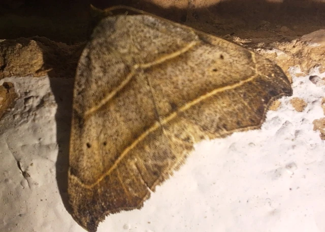 Laspeyria flexula - zuzmóbagoly