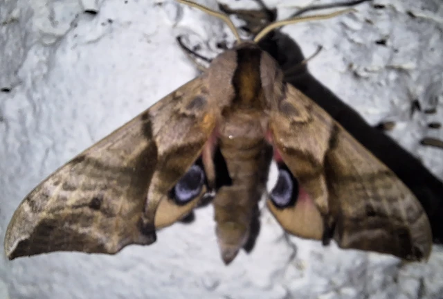 Smerinthus ocellatus - esti pávaszem