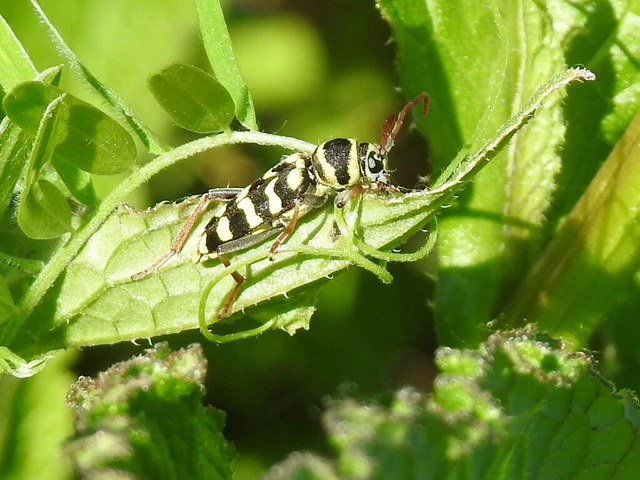 Echinocerus floralis - lucerna-darázscincér