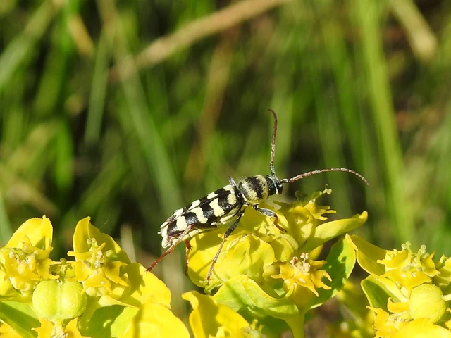 Echinocerus floralis - lucerna-darázscincér
