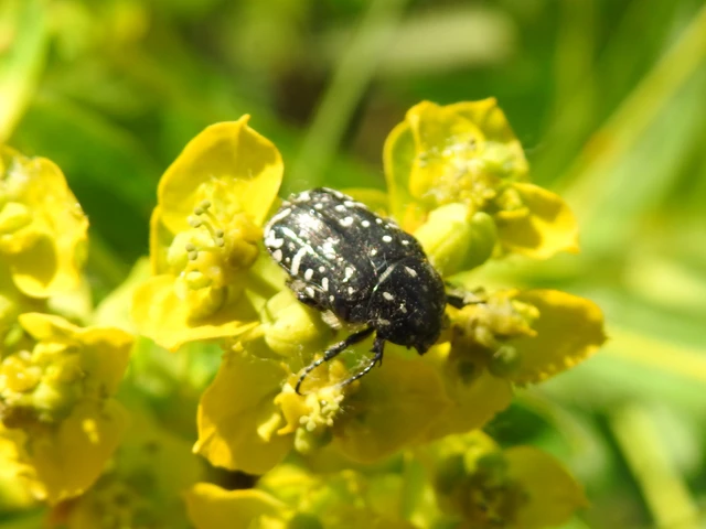 Oxythyrea funesta - sokpettyes virágbogár