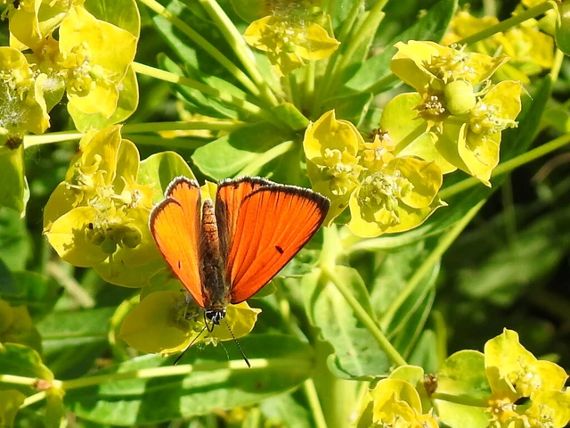 Lycaena dispar rutilus - nagy tűzlepke