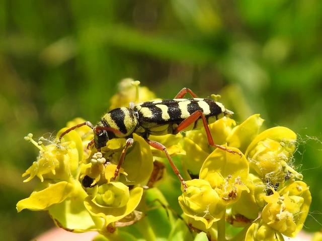 Echinocerus floralis - lucerna-darázscincér