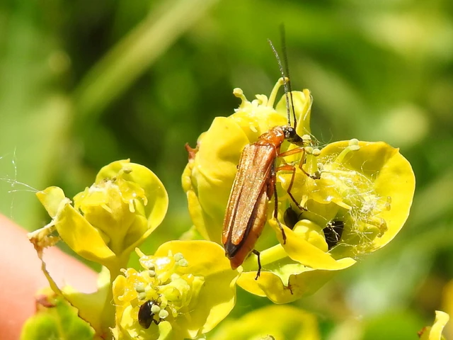 Oedemera podagrariae - székfű-álcincér