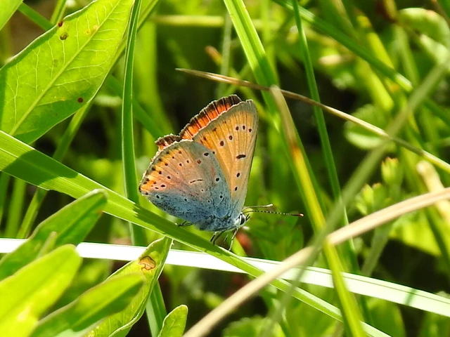 Lycaena dispar rutilus - nagy tűzlepke