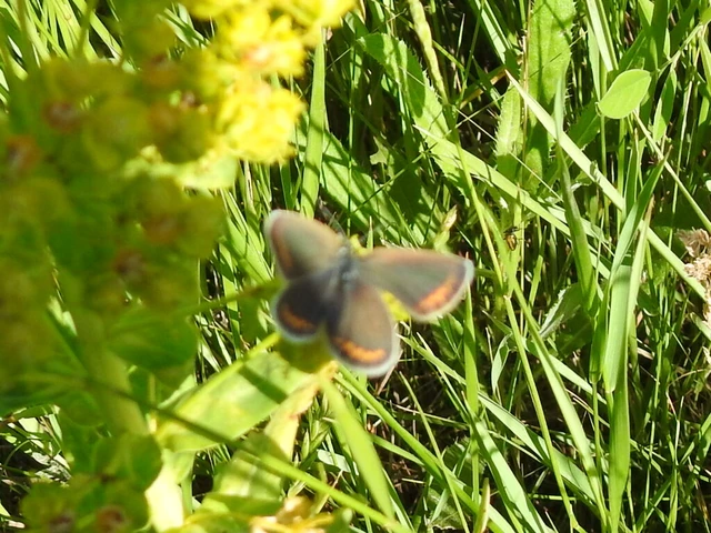 Plebejus