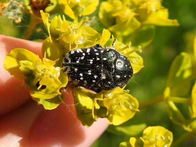 Oxythyrea funesta - sokpettyes virágbogár