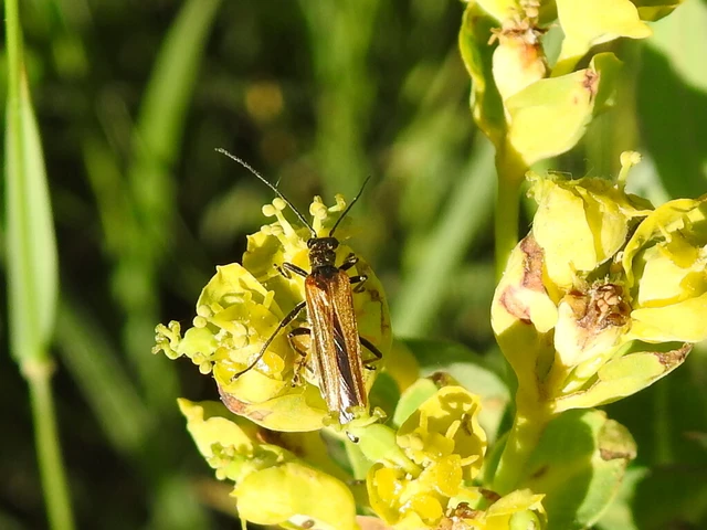 Oedemera femorata - sárgahátú álcincér