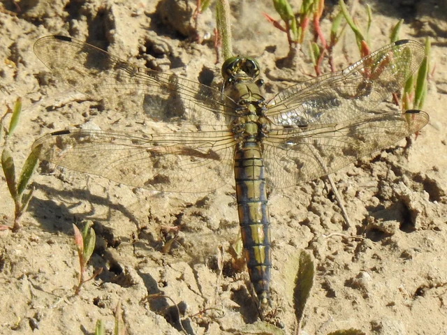 Orthetrum cancellatum - feketefarkú pásztorszitakötő