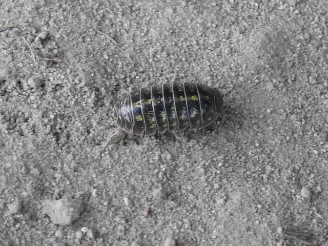 Isopoda - Ászkarákok