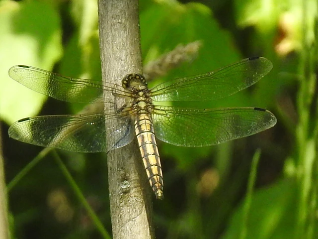 Orthetrum cancellatum - feketefarkú pásztorszitakötő