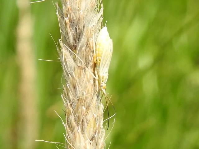Miridae - mezeipoloskák