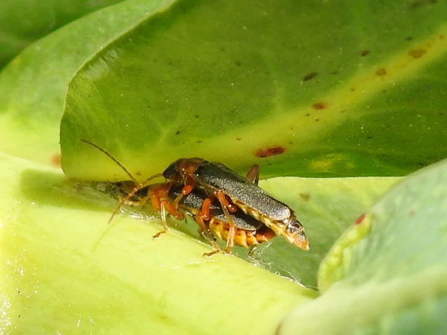 Cantharis lateralis - szegélyes lágybogár