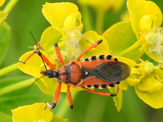 Rhynocoris iracundus - közönséges gyilkospoloska
