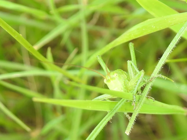 Tettigonia viridissima - zöld lombszöcske