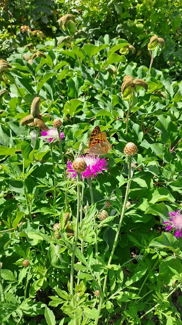 Argynnis pandora - zöldes gyöngyházlepke