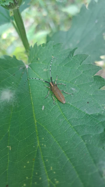 Agapanthia villosoviridescens - fehérgyűrűs bogáncscincér