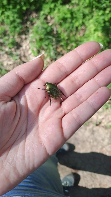 Coleoptera - Bogarak