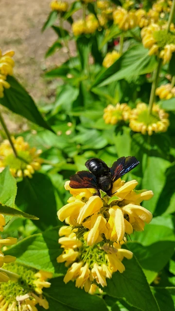 Xylocopa