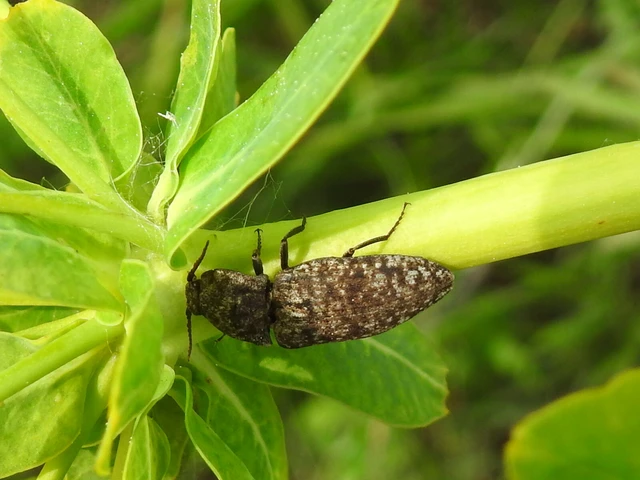 Agrypnus murinus - egérszínű pikkelyespattanó