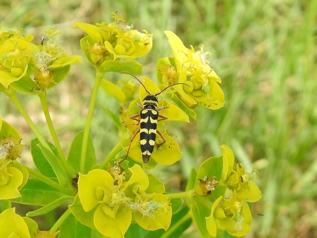 Echinocerus floralis - lucerna-darázscincér
