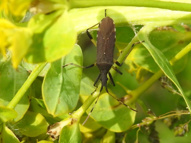 Dicranocephalus