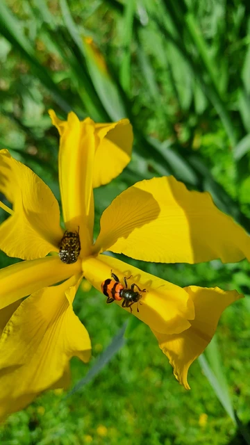 Trichodes apiarius - szalagos méhészbogár
