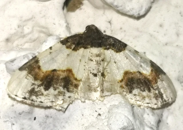 Ligdia adustata - barna levélaraszoló
