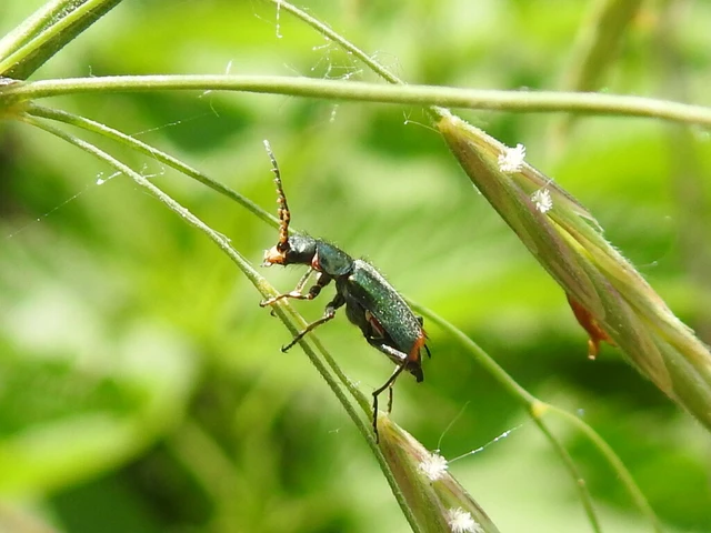 Melyridae - sziklaibogár-félék