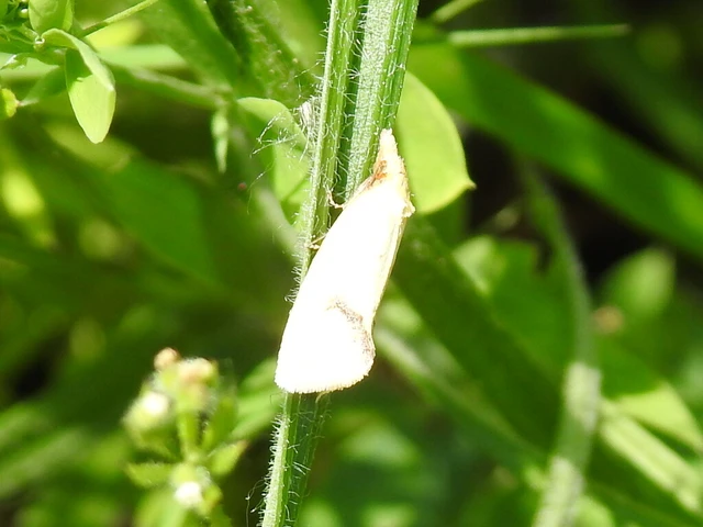 Agapeta hamana - közönséges sárgamoly