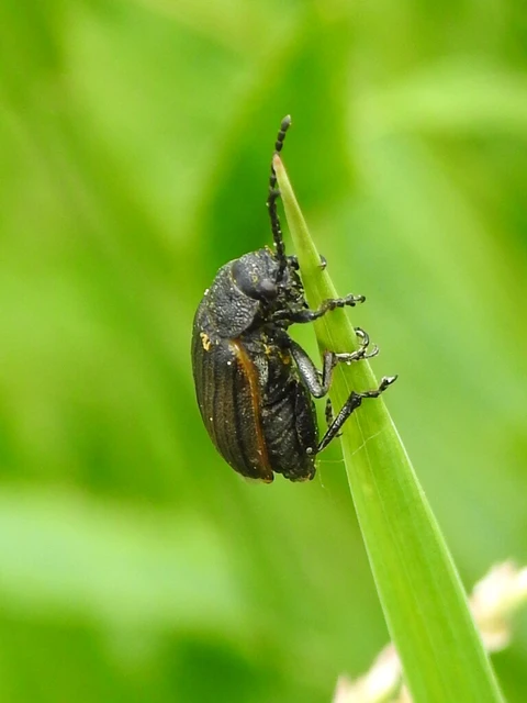 Galeruca jucunda