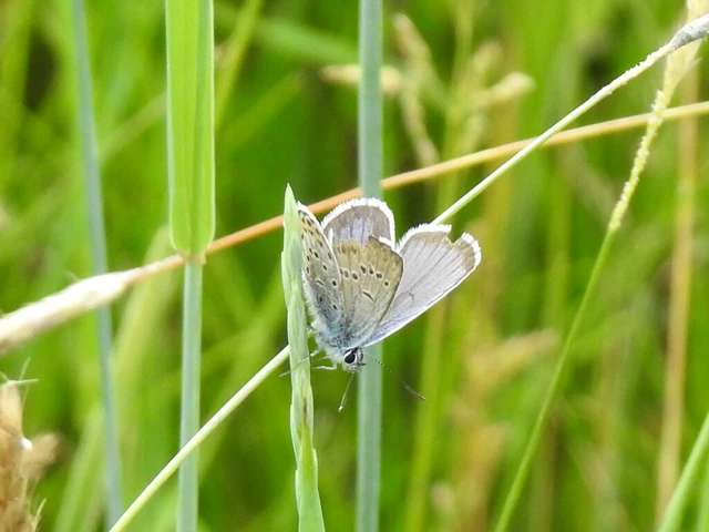 Plebejus argus - ezüstös boglárka