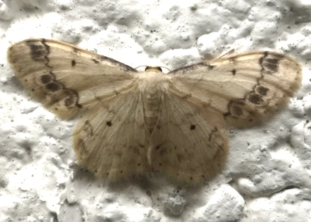 Idaea trigeminata - csúcsfoltos apróaraszoló