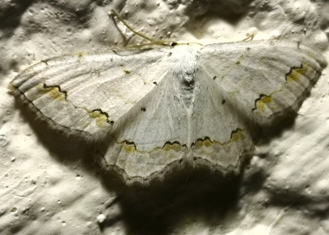 Scopula ornata - díszes fehéraraszoló