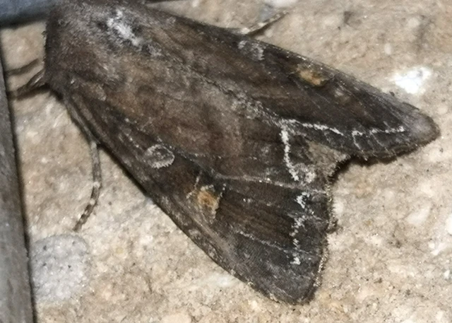 Lacanobia oleracea - saláta-kertibagoly
