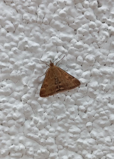 Pyrausta despicata - réti bíbormoly