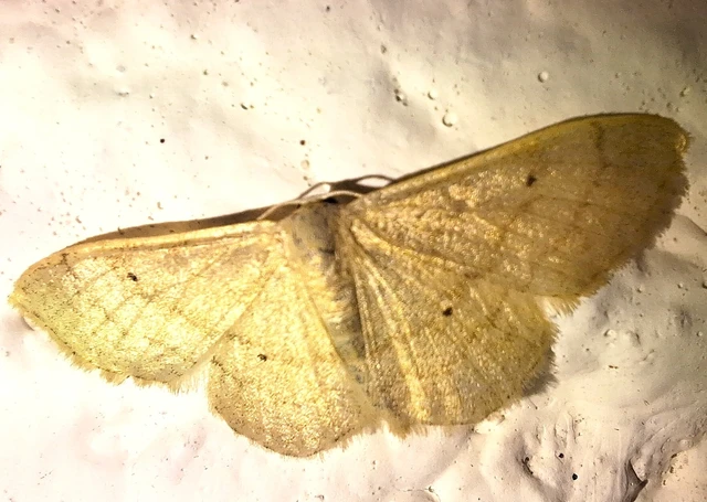 Idaea straminata - szalmasárga sávosaraszoló