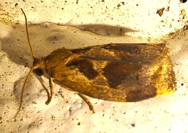 Archips crataegana - cseresznyeilonca