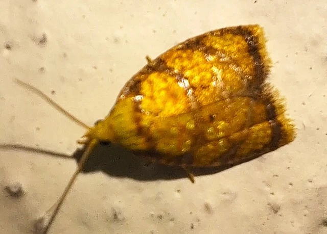 Acleris bergmanniana - rozsdarácsos levélmoly