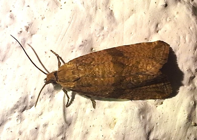 Celypha striana - pitypangfúró tükrösmoly