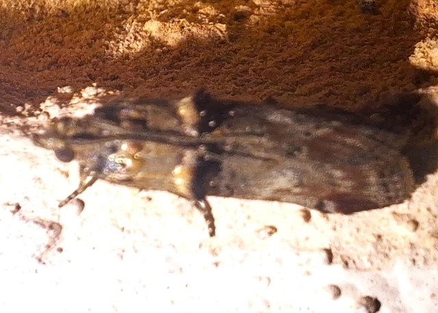 Trachonitis cristella - bokorrágó karcsúmoly