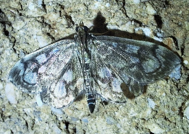 Anania coronata - koronás dudvamoly