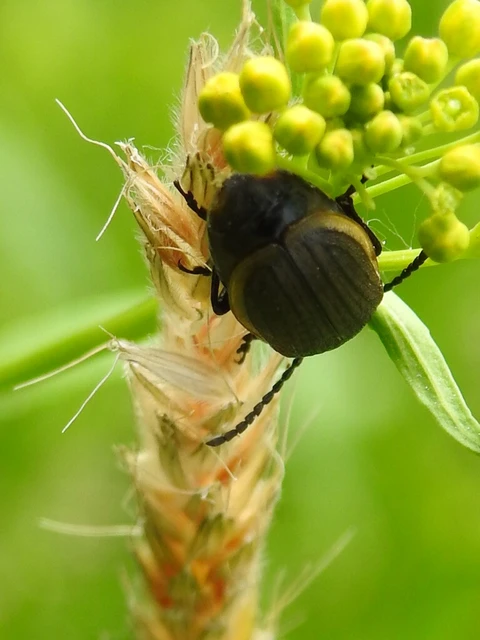 Galeruca