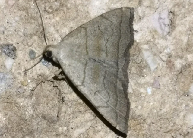 Herminia tarsicrinalis - szőröslábú karcsúbagoly
