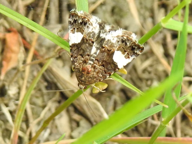 Tyta luctuosa - fekete nappalibagoly