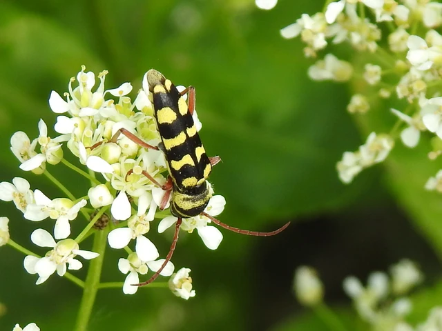 Echinocerus floralis - lucerna-darázscincér